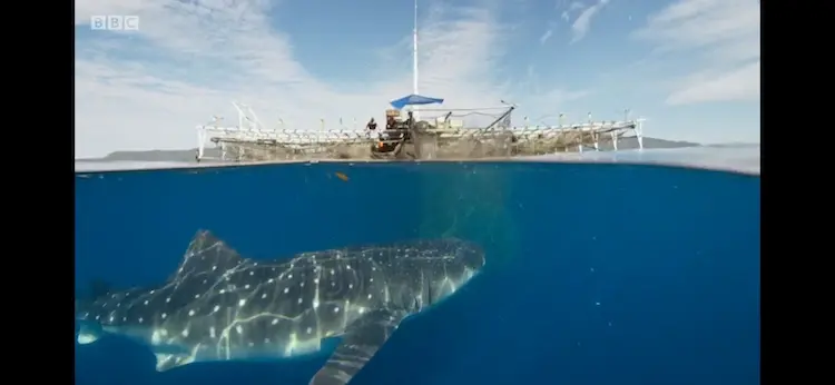 Whale shark (Rhincodon typus) as shown in Seven Worlds, One Planet - Asia